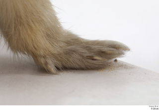 Weasel foot leg 0012.jpg